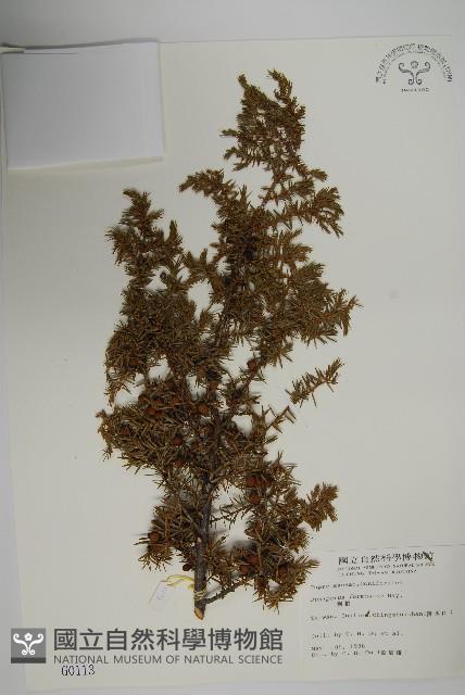 刺柏藏品圖，第1張