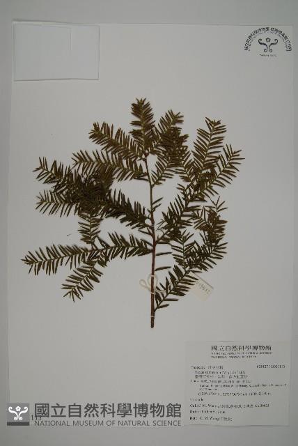 臺灣紅豆杉、紫杉、南方紅豆杉藏品圖，第1張