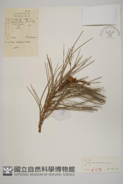 油松藏品圖，第1張