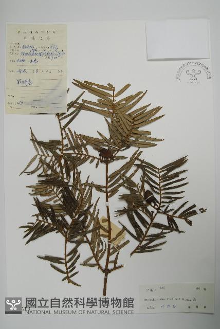 三尖杉藏品圖，第1張