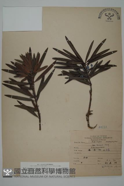 桃實百日青藏品圖，第1張