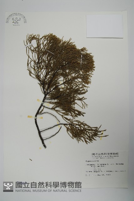 龍柏藏品圖，第1張