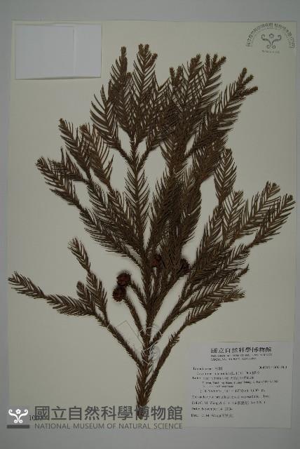 柳杉藏品圖，第1張