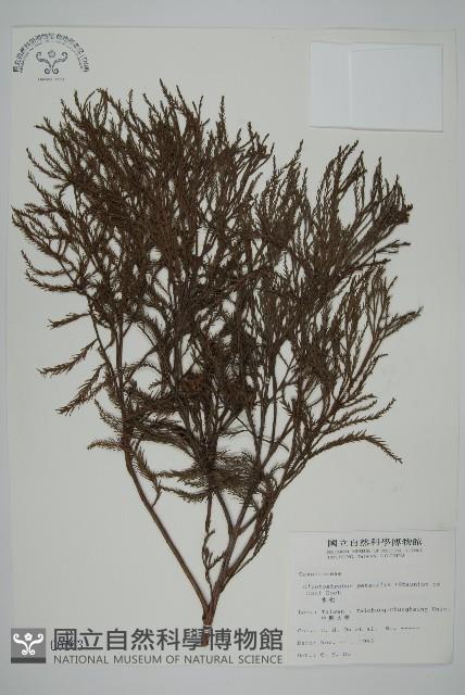 水松、廣東杉藏品圖，第1張