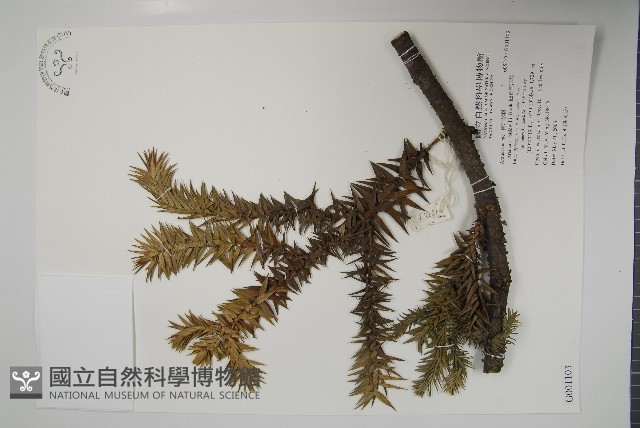 闊葉南洋杉藏品圖，第1張