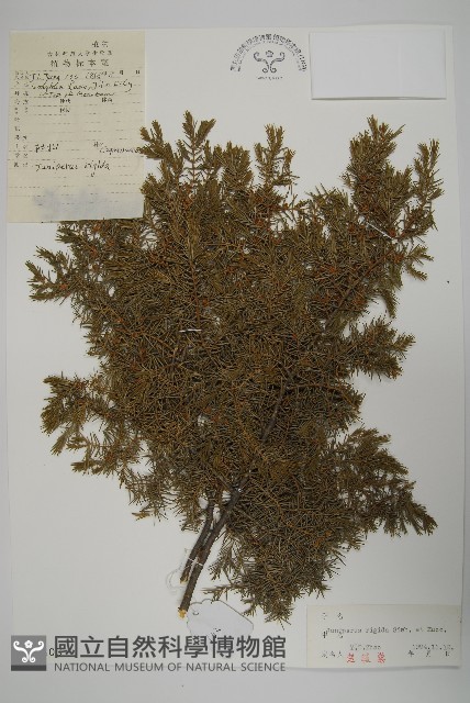 杜松藏品圖，第1張