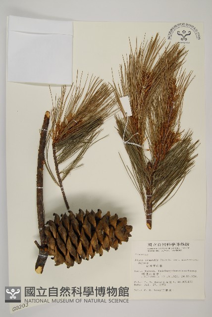 臺灣華山松藏品圖，第1張