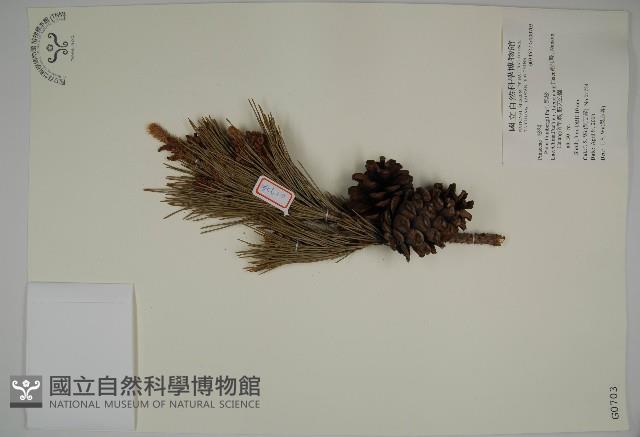 黑松藏品圖，第1張