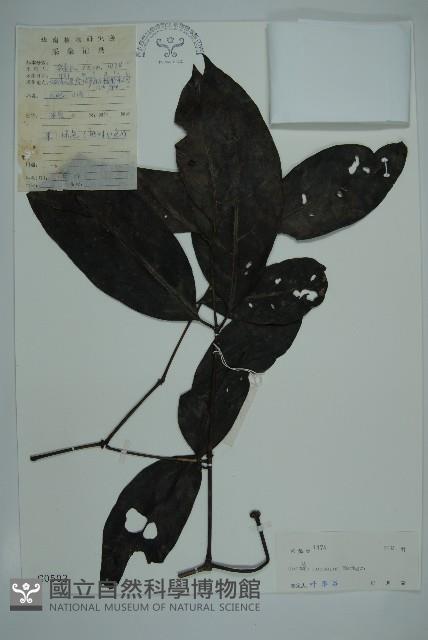 買麻藤藏品圖，第1張