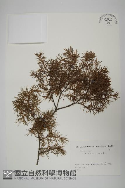 杜松藏品圖，第1張