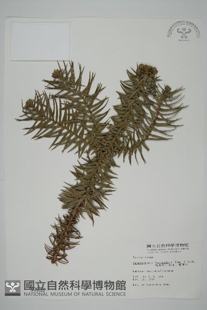 杉木藏品圖，第1張