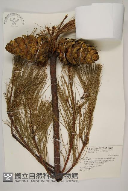 臺灣華山松藏品圖，第1張