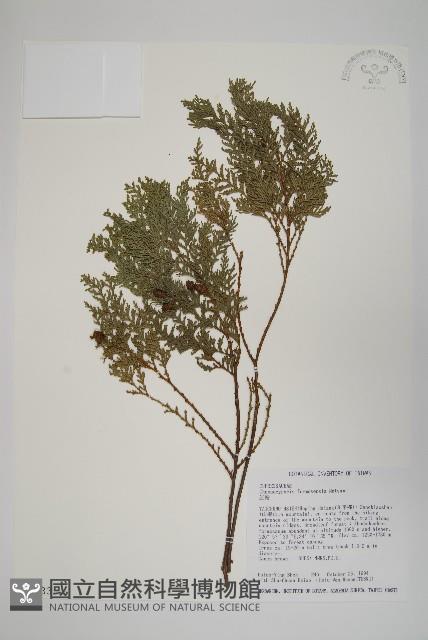 紅檜藏品圖，第1張