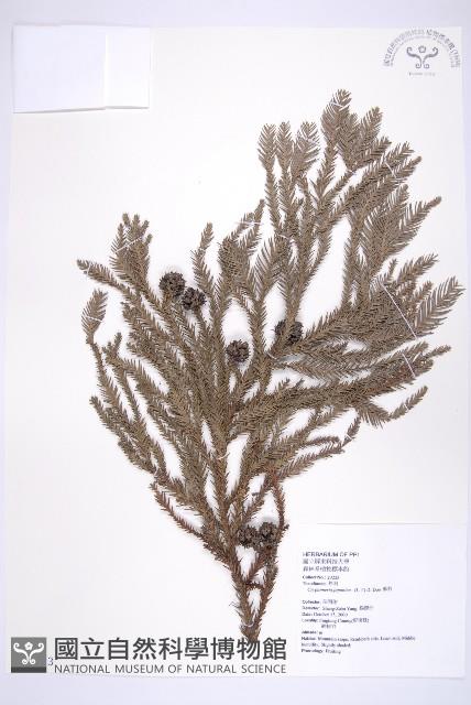 Willow fir Collection Image, Figure 1, Total 5 Figures