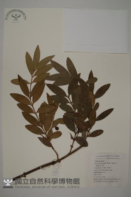 竹柏藏品圖，第1張