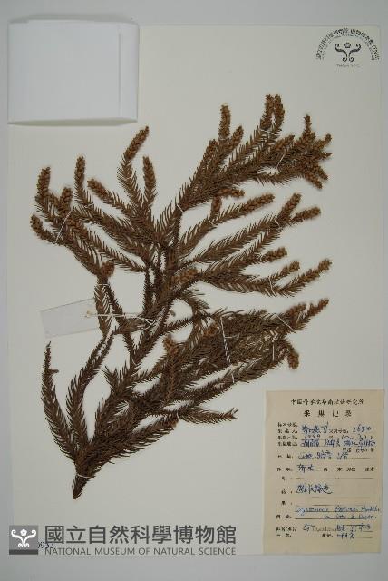 柳杉藏品圖，第1張