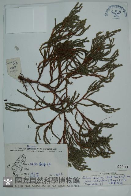 小果垂枝柏藏品圖，第1張