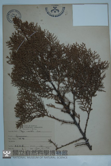 側柏藏品圖，第1張