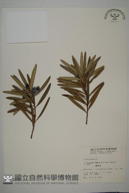 大葉羅漢松藏品圖，第1張