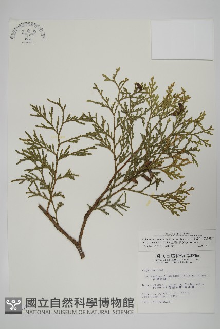 台灣肖楠藏品圖，第1張