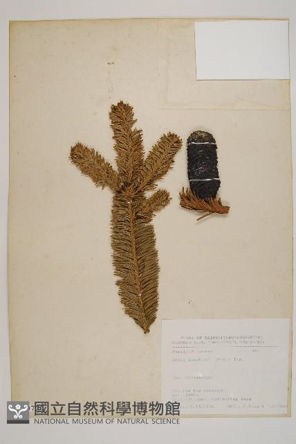 臺灣冷杉藏品圖，第1張