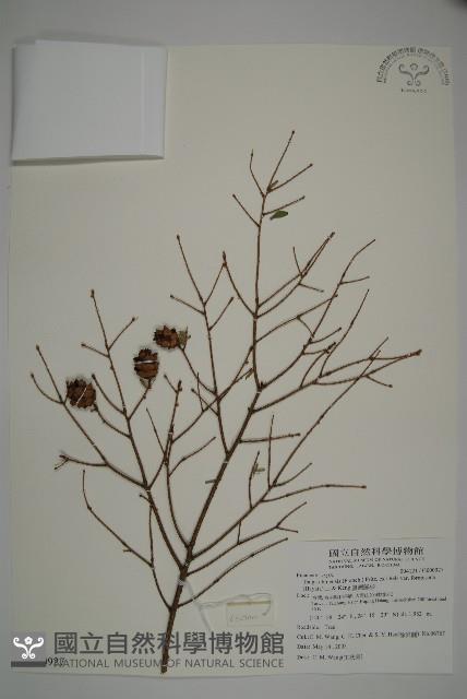 臺灣鐵杉藏品圖，第1張