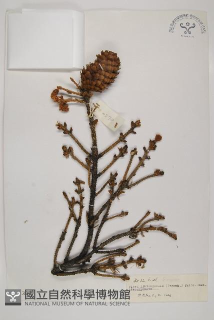 麗江雲杉藏品圖，第1張