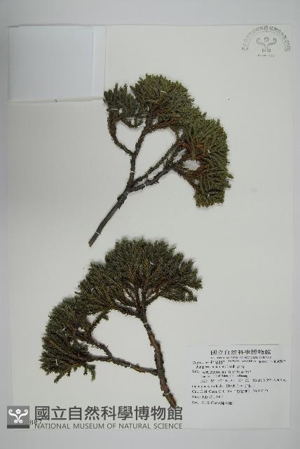 香青藏品圖，第1張