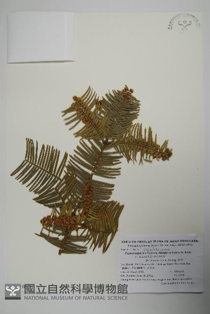 日本粗榧藏品圖，第1張