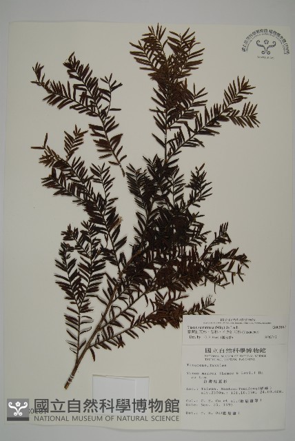 臺灣紅豆杉、紫杉、南方紅豆杉藏品圖，第1張