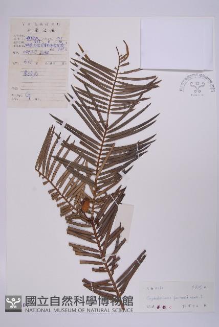 三尖杉藏品圖，第1張