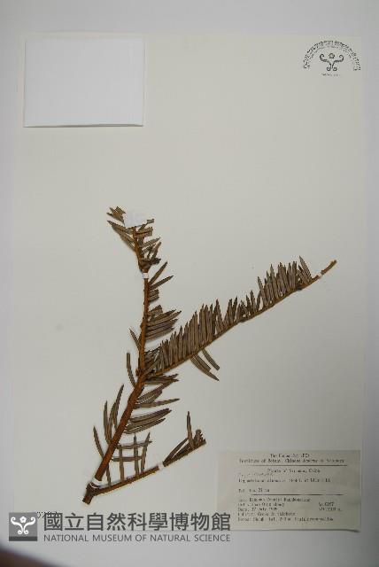 中國粗榧藏品圖，第1張