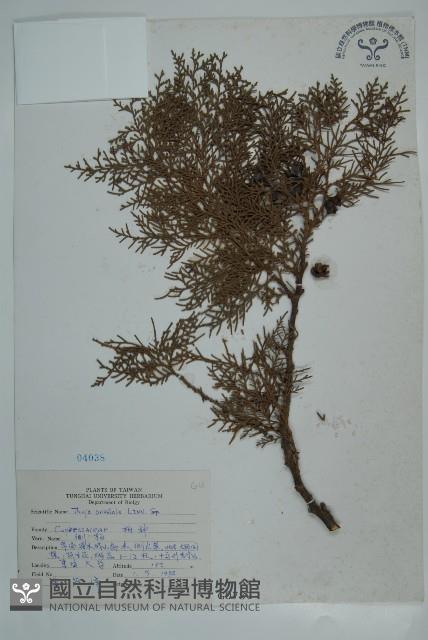 側柏藏品圖，第1張