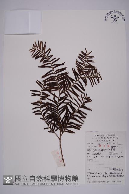 南方紅豆杉藏品圖，第1張