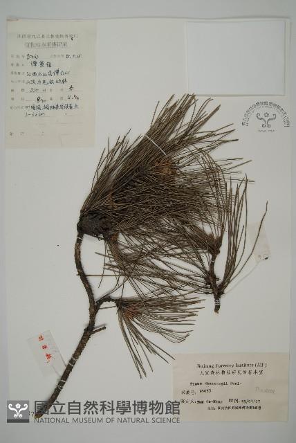 黑松藏品圖，第1張