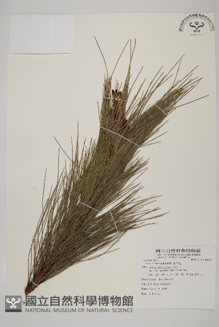 馬尾松藏品圖，第1張