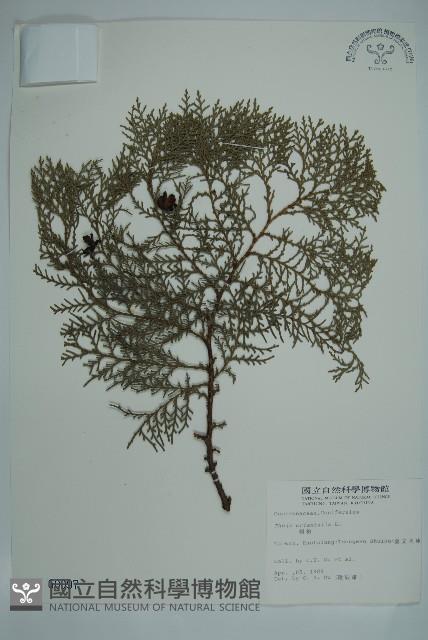 側柏藏品圖，第1張