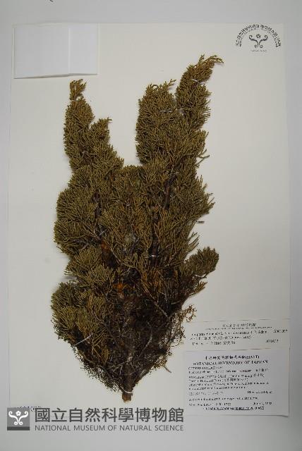 清水圓柏藏品圖，第1張