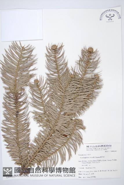 杉木藏品圖，第1張