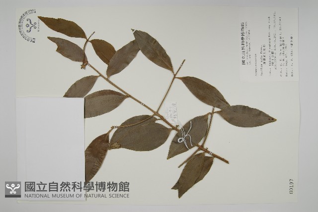 菲律賓貝殼杉藏品圖，第1張