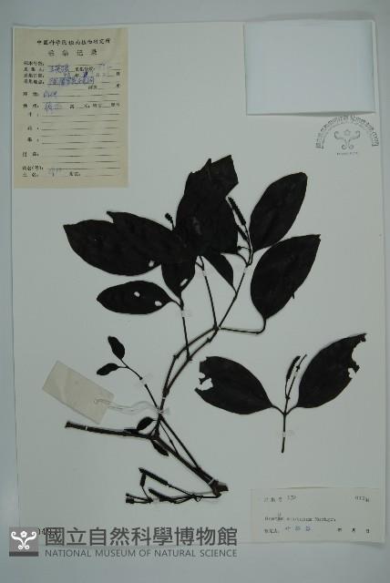 買麻藤藏品圖，第1張