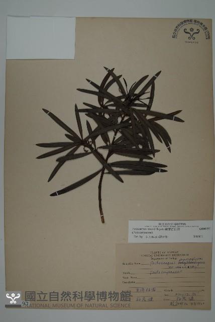 桃實百日青藏品圖，第1張