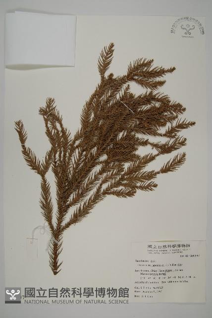 柳杉藏品圖，第1張