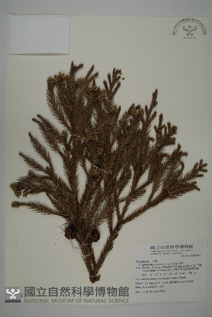柳杉藏品圖，第1張