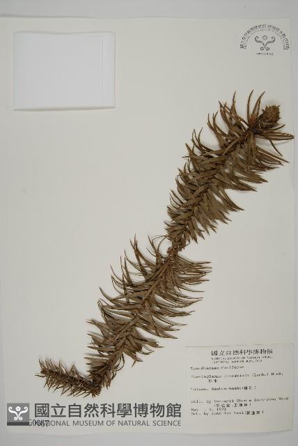 杉木藏品圖，第1張