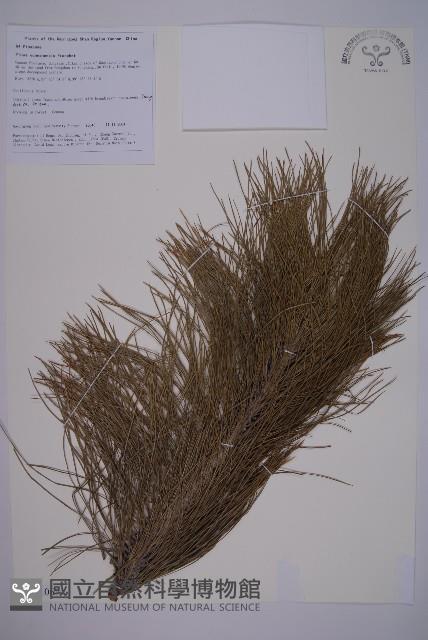 雲南松藏品圖，第1張