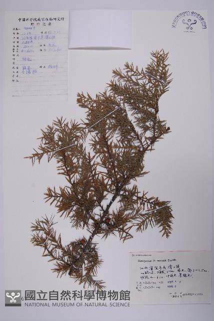 刺柏藏品圖，第1張