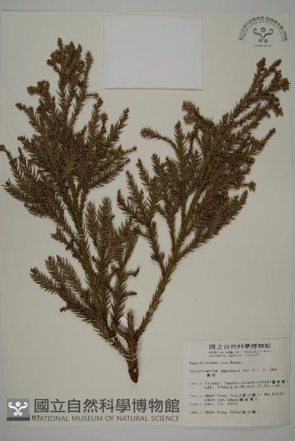 柳杉藏品圖，第1張