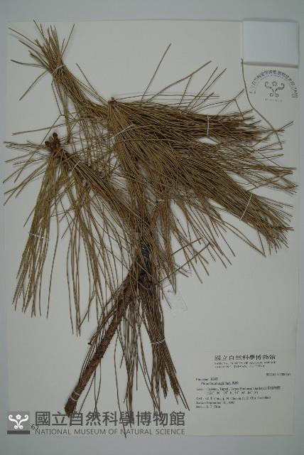 黑松藏品圖，第1張