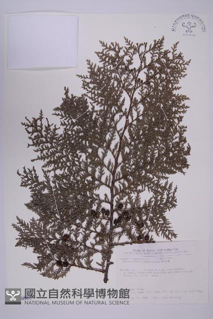 紅檜藏品圖，第1張